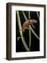 Cynops Pyrrhogaster (Japanese Fire-Bellied Newt)-Paul Starosta-Framed Photographic Print