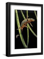 Cynops Pyrrhogaster (Japanese Fire-Bellied Newt)-Paul Starosta-Framed Photographic Print