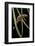 Cynops Pyrrhogaster (Japanese Fire-Bellied Newt)-Paul Starosta-Framed Photographic Print