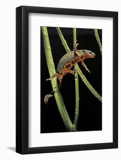 Cynops Pyrrhogaster (Japanese Fire-Bellied Newt)-Paul Starosta-Framed Photographic Print