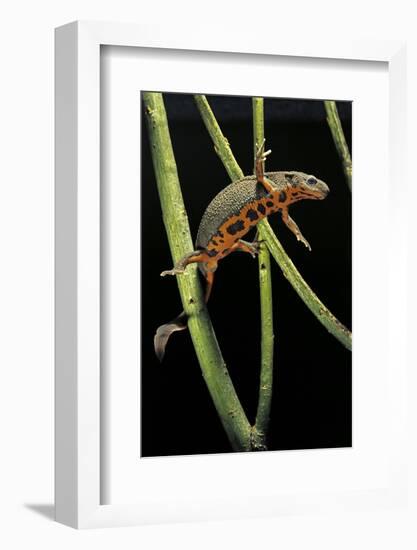 Cynops Pyrrhogaster (Japanese Fire-Bellied Newt)-Paul Starosta-Framed Photographic Print