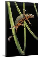 Cynops Pyrrhogaster (Japanese Fire-Bellied Newt)-Paul Starosta-Mounted Photographic Print