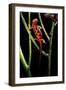 Cynops Pyrrhogaster (Japanese Fire-Bellied Newt)-Paul Starosta-Framed Photographic Print