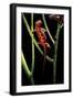 Cynops Pyrrhogaster (Japanese Fire-Bellied Newt)-Paul Starosta-Framed Photographic Print