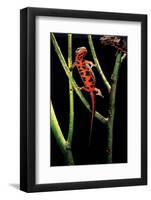 Cynops Pyrrhogaster (Japanese Fire-Bellied Newt)-Paul Starosta-Framed Photographic Print