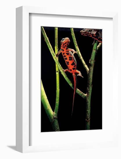 Cynops Pyrrhogaster (Japanese Fire-Bellied Newt)-Paul Starosta-Framed Photographic Print