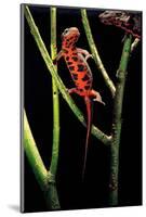 Cynops Pyrrhogaster (Japanese Fire-Bellied Newt)-Paul Starosta-Mounted Photographic Print