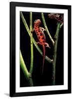 Cynops Pyrrhogaster (Japanese Fire-Bellied Newt)-Paul Starosta-Framed Photographic Print