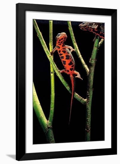 Cynops Pyrrhogaster (Japanese Fire-Bellied Newt)-Paul Starosta-Framed Photographic Print