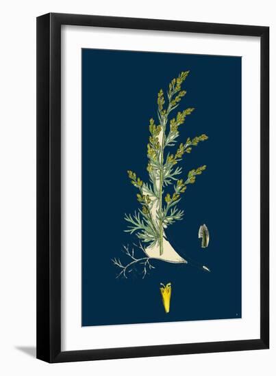 Cynosurus Echinatus; Rough Dog'S-Tail-Grass-null-Framed Giclee Print