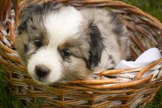 Six-Week-Old Blue Merril Australian Shepherd Puppy Curled Up in a Wicker Basket-Cynthia Classen-Photographic Print