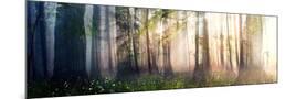 Wood Mount