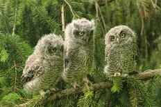 Three Baby Screech Owls-Cynthia Kidwell-Photographic Print