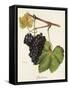 Cynthiana Grape-J. Troncy-Framed Stretched Canvas