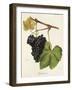 Cynthiana Grape-J. Troncy-Framed Giclee Print