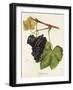 Cynthiana Grape-J. Troncy-Framed Giclee Print