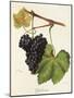 Cynthiana Grape-J. Troncy-Mounted Giclee Print