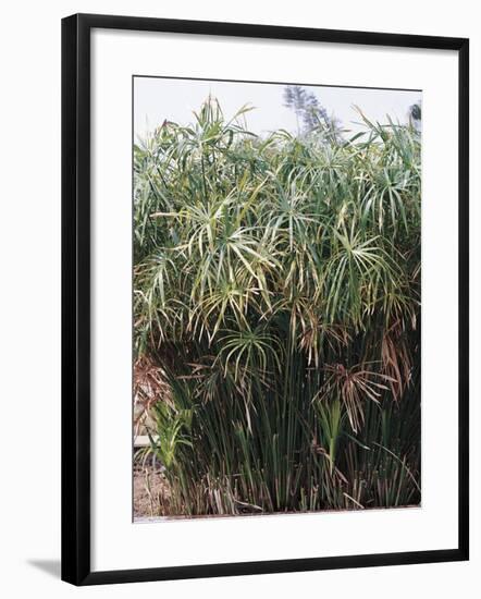 Cyperaceae, Papyrus Plant-null-Framed Giclee Print