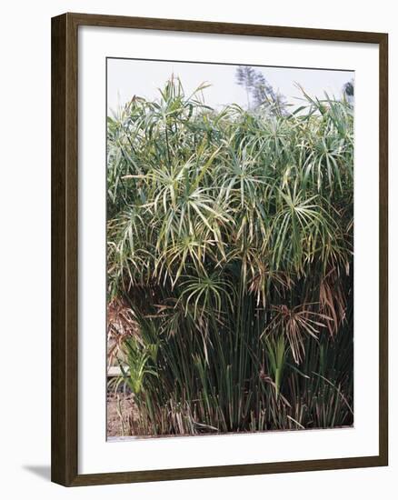 Cyperaceae, Papyrus Plant-null-Framed Giclee Print
