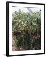Cyperaceae, Papyrus Plant-null-Framed Giclee Print