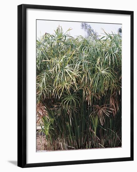 Cyperaceae, Papyrus Plant-null-Framed Giclee Print