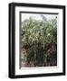 Cyperaceae, Papyrus Plant-null-Framed Giclee Print