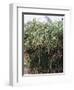 Cyperaceae, Papyrus Plant-null-Framed Giclee Print