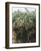 Cyperaceae, Papyrus Plant-null-Framed Giclee Print