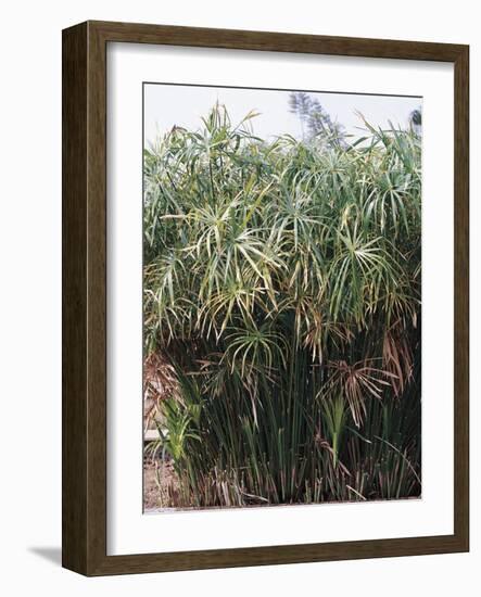 Cyperaceae, Papyrus Plant-null-Framed Giclee Print