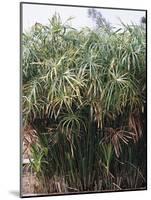 Cyperaceae, Papyrus Plant-null-Mounted Giclee Print