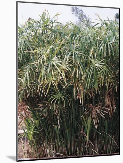 Cyperaceae, Papyrus Plant-null-Mounted Giclee Print