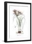 Cyperus comosus, Flora Graeca-Ferdinand Bauer-Framed Giclee Print