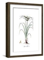 Cyperus difformis, Flora Graeca-Ferdinand Bauer-Framed Giclee Print