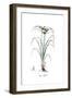 Cyperus difformis, Flora Graeca-Ferdinand Bauer-Framed Giclee Print