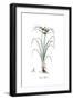 Cyperus difformis, Flora Graeca-Ferdinand Bauer-Framed Giclee Print