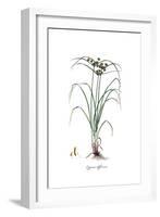 Cyperus difformis, Flora Graeca-Ferdinand Bauer-Framed Giclee Print