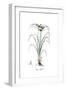 Cyperus difformis, Flora Graeca-Ferdinand Bauer-Framed Giclee Print