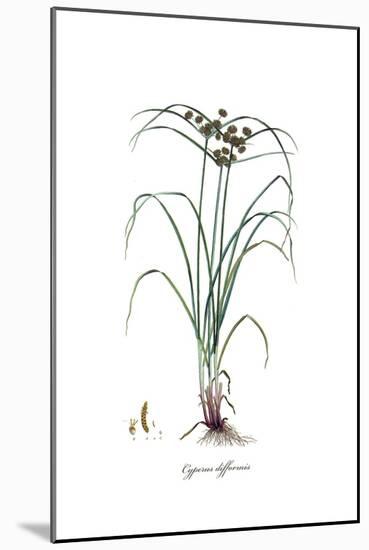 Cyperus difformis, Flora Graeca-Ferdinand Bauer-Mounted Giclee Print