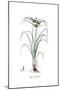 Cyperus difformis, Flora Graeca-Ferdinand Bauer-Mounted Giclee Print