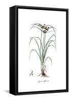 Cyperus difformis, Flora Graeca-Ferdinand Bauer-Framed Stretched Canvas