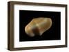 Cyphoma Gibbosa-Paul Starosta-Framed Photographic Print