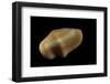 Cyphoma Gibbosa-Paul Starosta-Framed Photographic Print