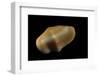 Cyphoma Gibbosa-Paul Starosta-Framed Photographic Print
