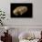 Cyphoma Gibbosa-Paul Starosta-Photographic Print displayed on a wall