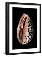 Cypraea Arabica-Paul Starosta-Framed Premium Photographic Print