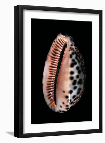 Cypraea Arabica-Paul Starosta-Framed Premium Photographic Print