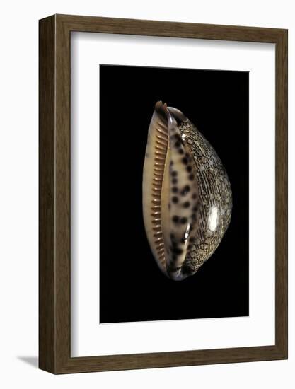 Cypraea Arabica-Paul Starosta-Framed Photographic Print