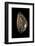 Cypraea Arabica-Paul Starosta-Framed Photographic Print