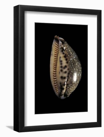 Cypraea Arabica-Paul Starosta-Framed Photographic Print