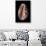 Cypraea Arabica-Paul Starosta-Photographic Print displayed on a wall